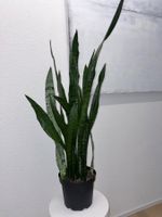 Sansevieria Zeylanica Plant 122 cm