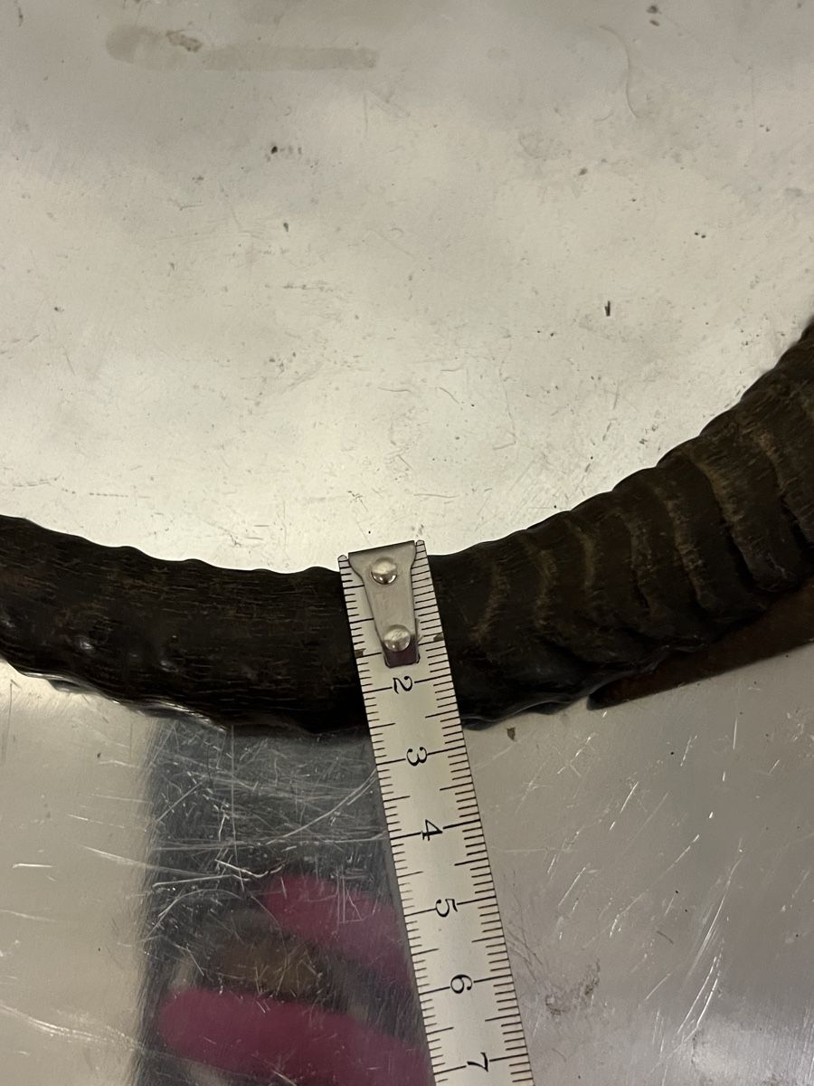 Accessori: Altes Jagdmesser mit Horn Griff ca 25cm"}," – Usato da Zürich venduto da Privat_13 5