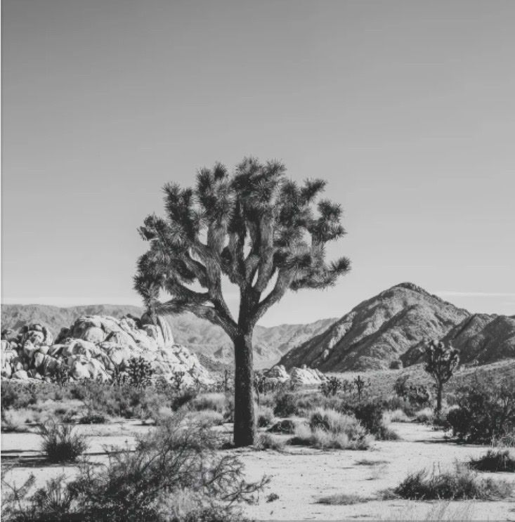 Foto & Immagini: Kunstposter – Nuovo e nell'imballaggio originale da Zürich venduto da shineshineshine
