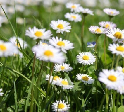 Pflanzen & Samen: Ab 12.- fr 50 SAMEN Wildes Gänseblümchen‪ – Neu und originalverpackt aus Rovio von POSITIFFARTandPLANTS 6