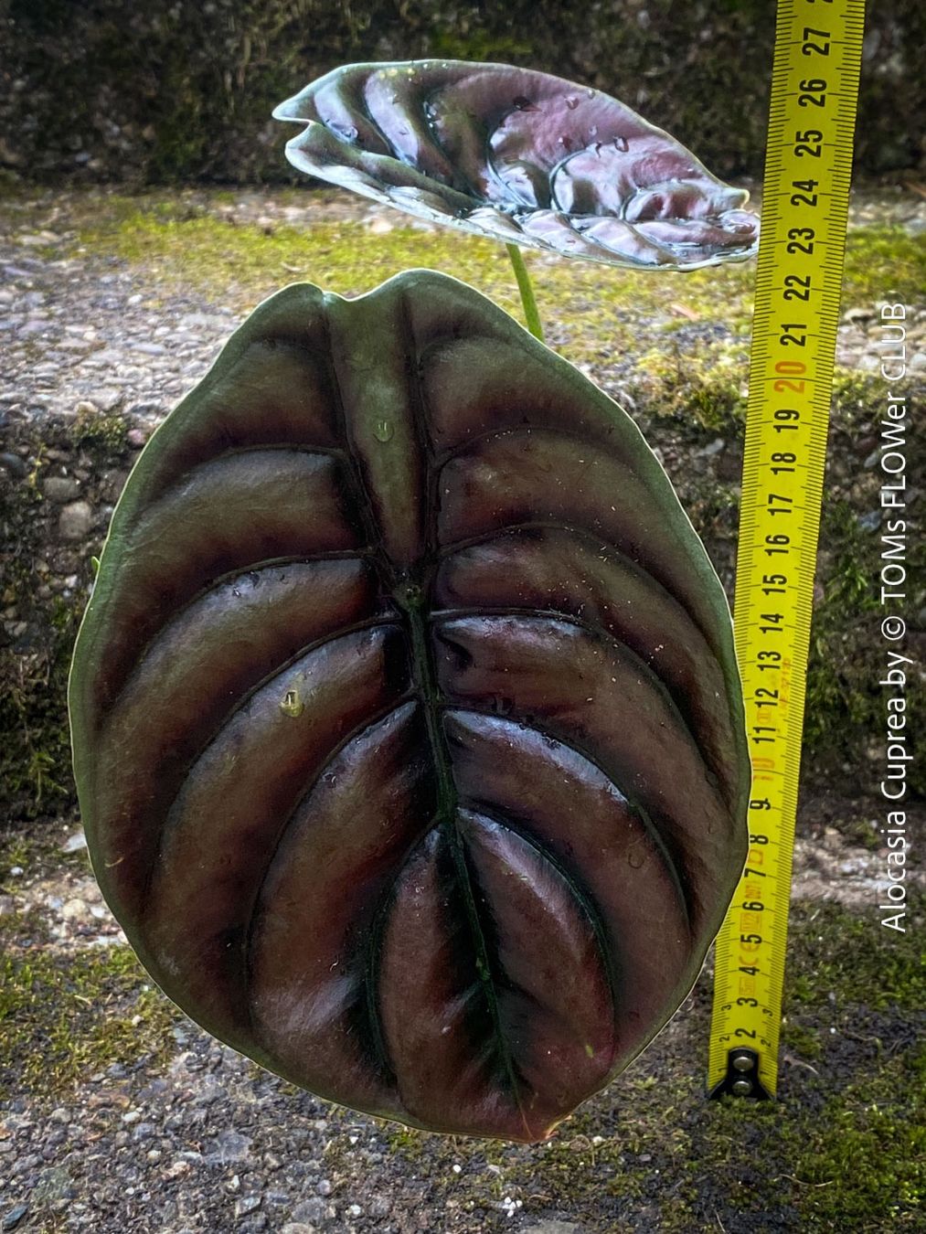 Piante & sementi: Alocasia Cuprea - rund 30x30cm - einzigartig schön, oder? – Nuovo e nell'imballaggio originale da Adliswil venduto da asTOMas963 9