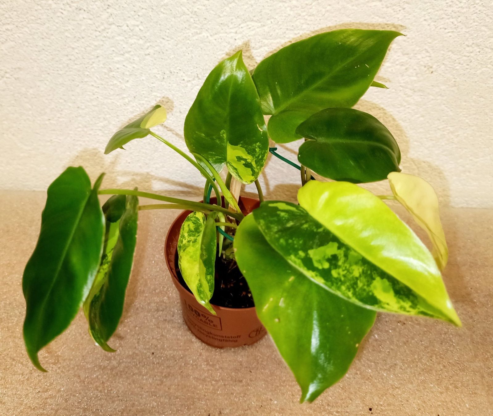 Plantes & graines: Philodendron Burle Marx Variegata – Neuf (Voir description) à schöftland par UniquePlants