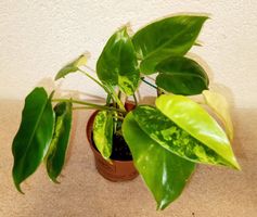 Philodendron Burle Marx Variegata