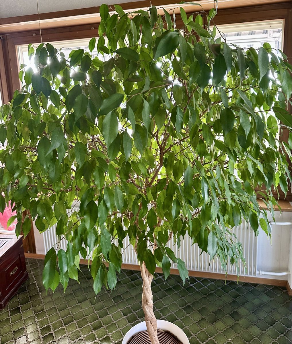 Piante & sementi: XL Ficus Benjamini Baum – Usato da Winterthur venduto da pompowerpuff 1
