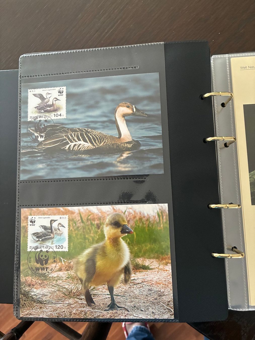 WWF Album: WWF-Briefmarken-Sammlung im Album – Nuovo e nell'imballaggio originale da Thalwil venduto da figueres 3