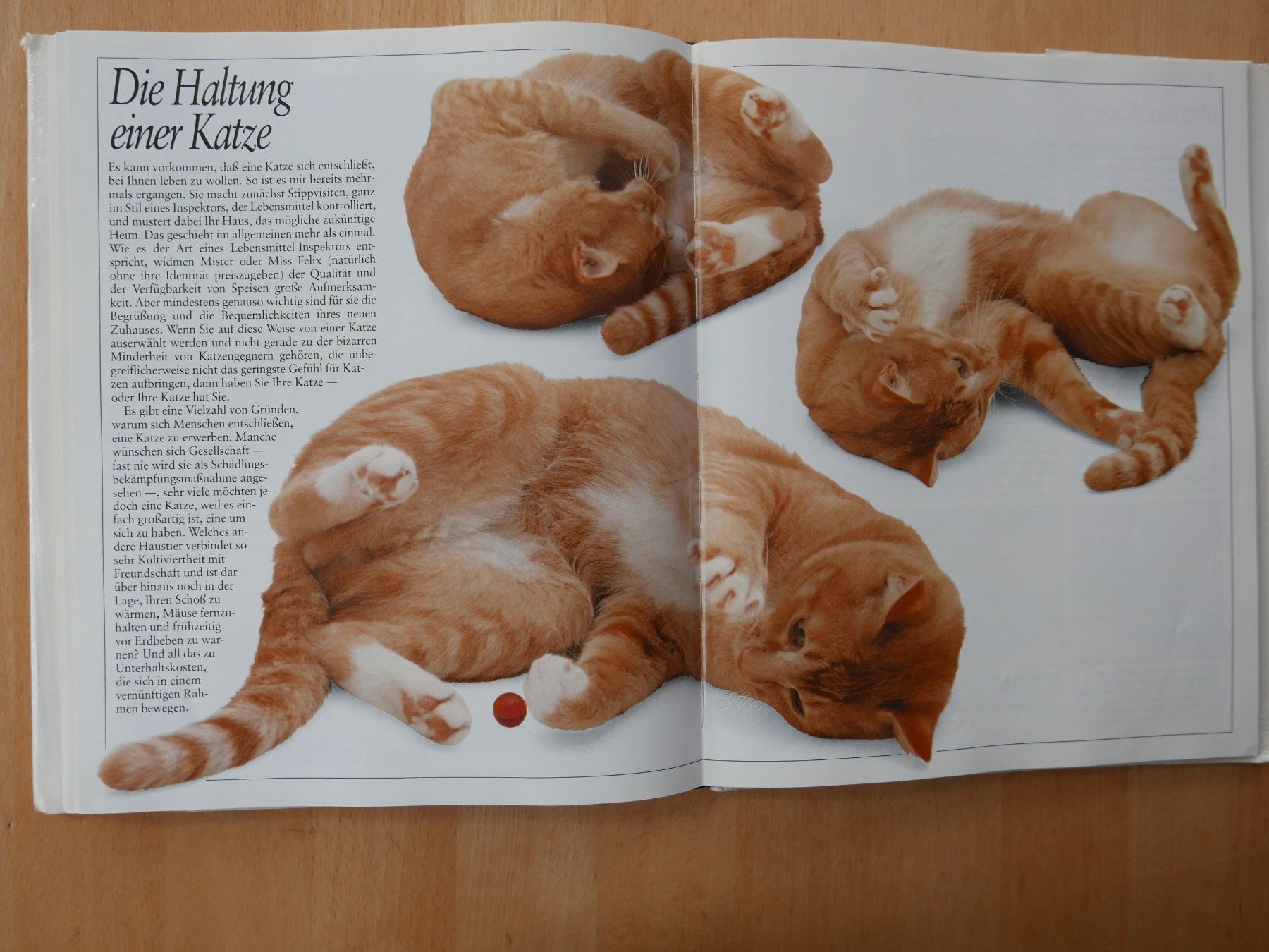 Livres: Das Grosse Katzenbuch - David Taylor - 100 Rassen – D'occasion à Rotkreuz par nigal 7