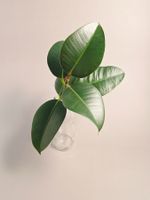 Gummibaum / Ficus elastica Steckling #1