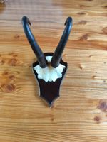 Gamskrucke auf Holzschild Jagdtrophäe