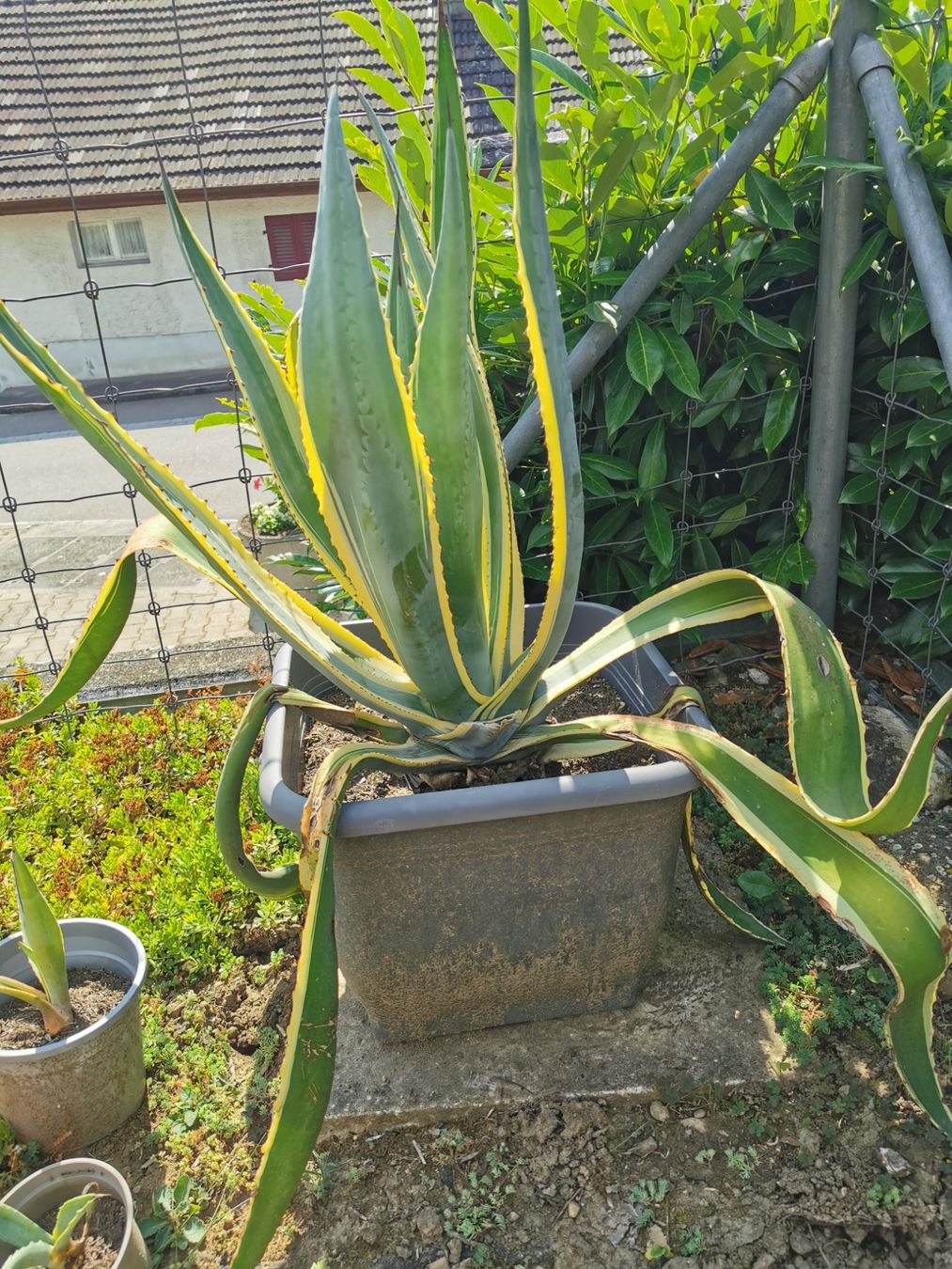 Agave Americana, 2-farbig, ca. 90 cm hoch mit Topf (Gebraucht) in  Gebenstorf fr CHF 50  nur Abholung auf Ricardo kaufen