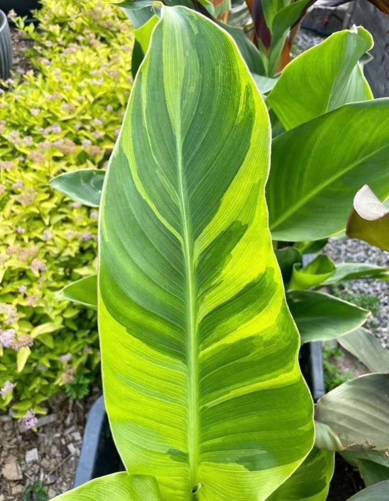 Plantes & graines: Canna Indica WOLF SONG – Neuf (Voir description) à Bremblens par FIBONACCI369