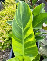Canna Indica WOLF SONG