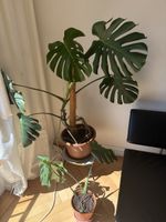 Zimmerpflanze Monstera Deliciosa