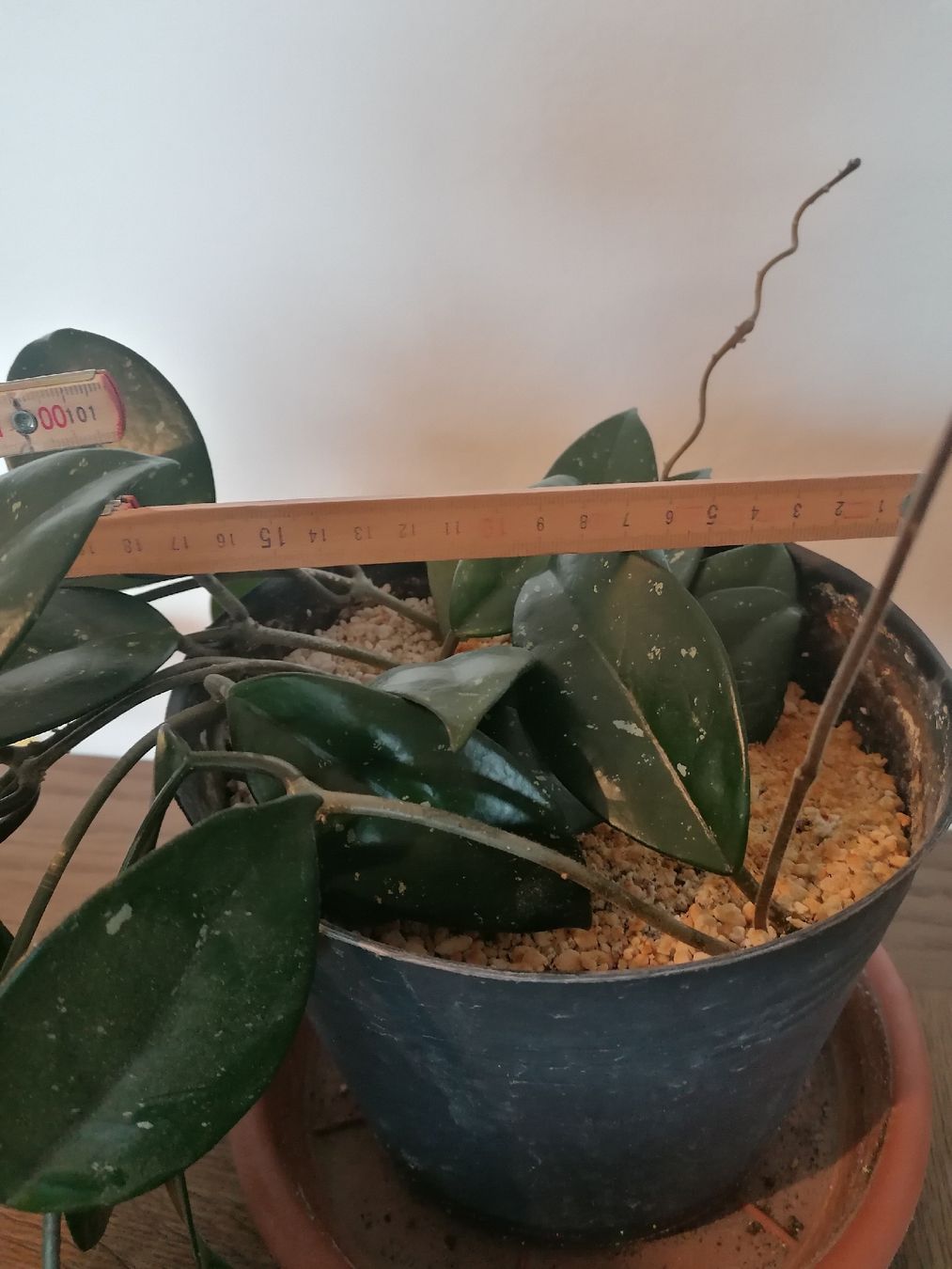 Piante & sementi: Hoya Carnosa +100 cm – Usato da Le Mont-Pèlerin venduto da dundun1 5