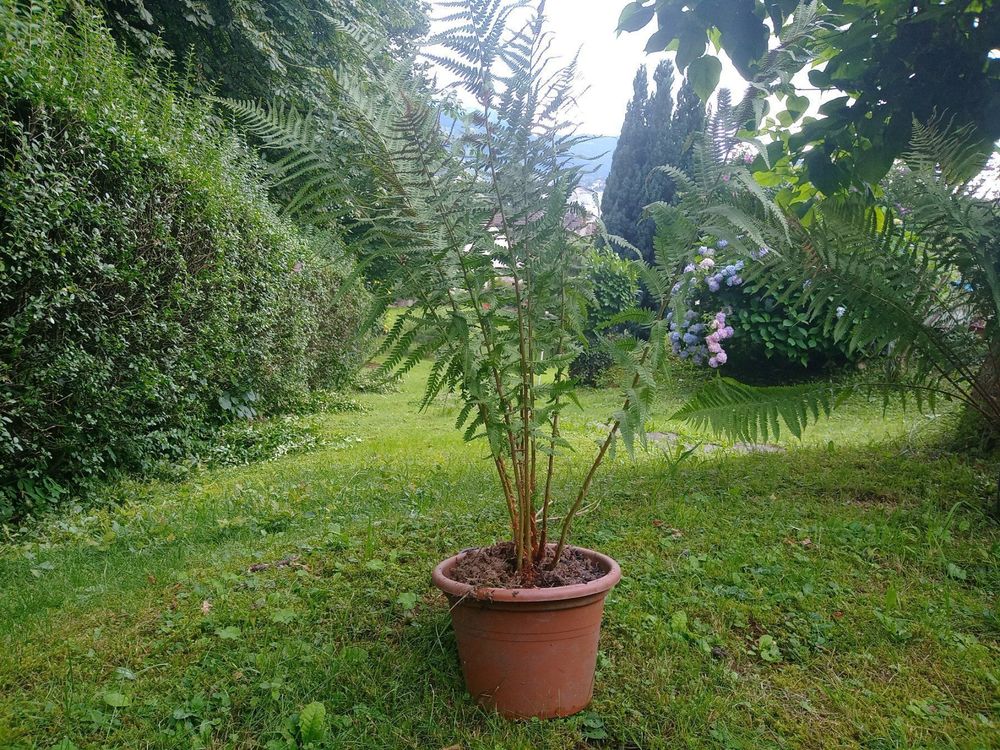 Farn, Farne grosser Farn im Topf Kaufen auf Ricardo