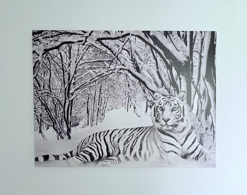 Posters & Illustrations: Leinwandbild weisser Tiger 100x75 – D'occasion à Rotkreuz par Manfi11