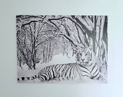 Leinwandbild weisser Tiger 100x75
