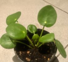 Zierpflanze Zimmer Pflanze 10 cm ↕️ “PILEA PEPEROMIOIDES”