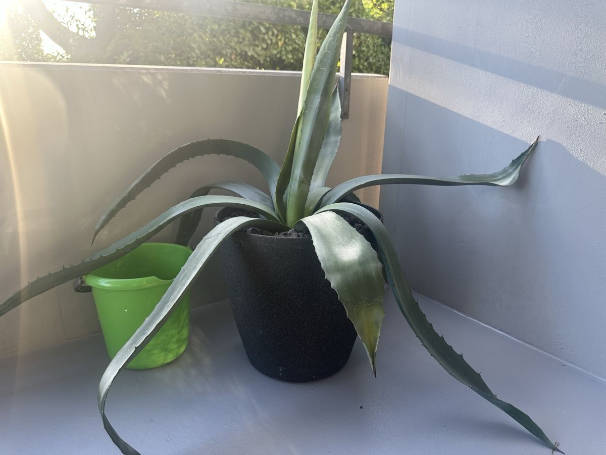 Piante & sementi: Agave groß und kräftig  – Usato da Zürich venduto da von_7vbl 6