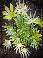 Fatsia Japonica Spider’s Web - Fatsia Tsumugi-Shibori
