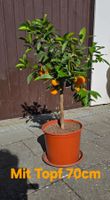 Hübsches Calamondin Bäumchen