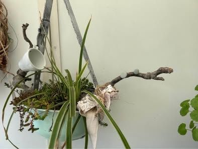 Piante & sementi: Blumenampel – Nuovo (secondo la descrizione) da Frauenfeld venduto da Irene.Schuppli 1