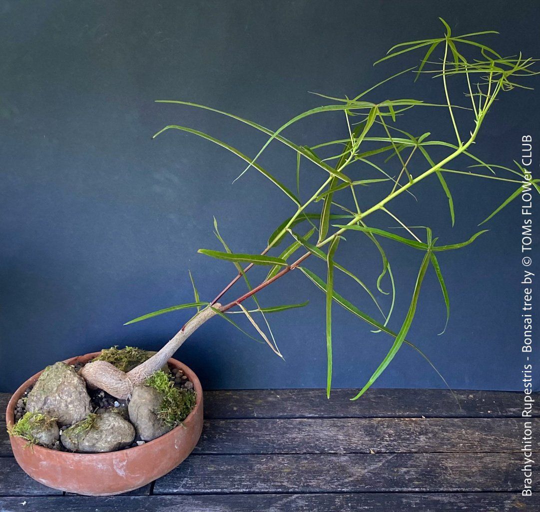 Piante & sementi: Brachychiton Rupestris Bonsai, Flaschenbaum, 50cm – Usato da Adliswil venduto da TAKEYOURPLANT 1