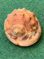 MUSCHEL „Rote Helmschnecke“