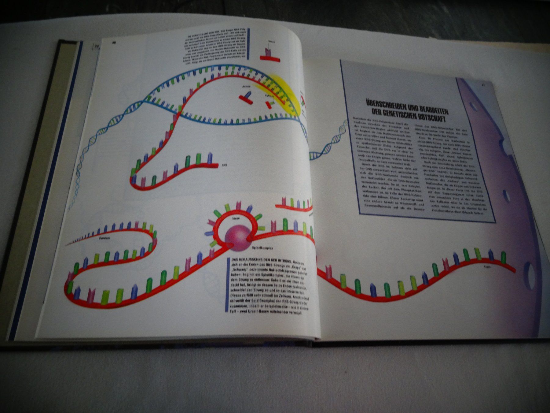 Libri: Der Genetische Code – Usato da Neerach venduto da jenny062 4