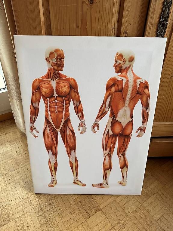 Poster & Bilder: Bild von Muskelmensch 80x60cm – Gebraucht aus Hasle b. Burgdorf von Gldi