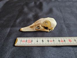 Crane canard Carolin Femelle collection zoologique