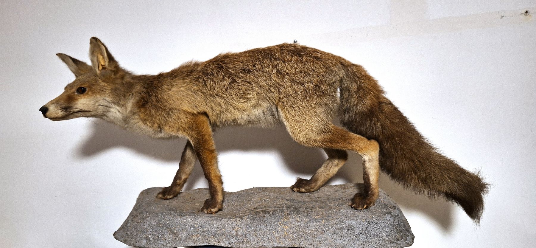 Il mondo degli animali: Sehr authentischer Fuchs/ Präparat – Usato da Emmenbrücke venduto da abu_9mj8 4