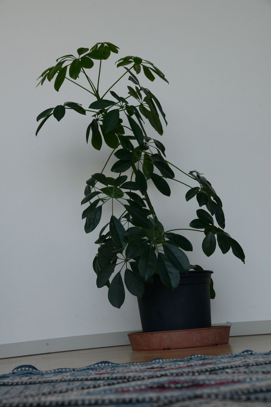 Pflanzen & Samen: Strahlenaralie/Schefflera – Gebraucht aus Basel von fer_cs78 2