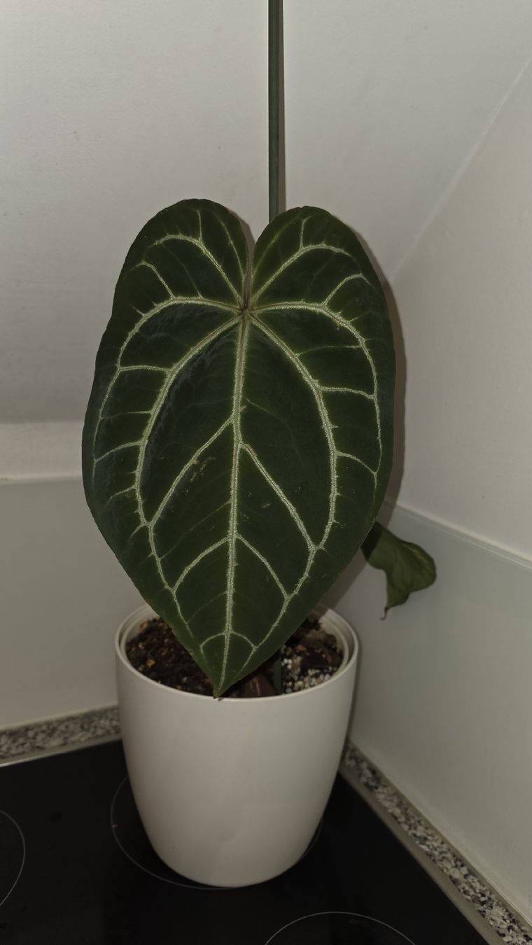 Piante & sementi: Anthurium clarinervium – Nuovo (secondo la descrizione) da Hausen am Albis venduto da M.Kurz