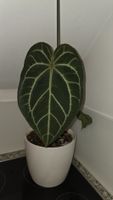 Anthurium clarinervium