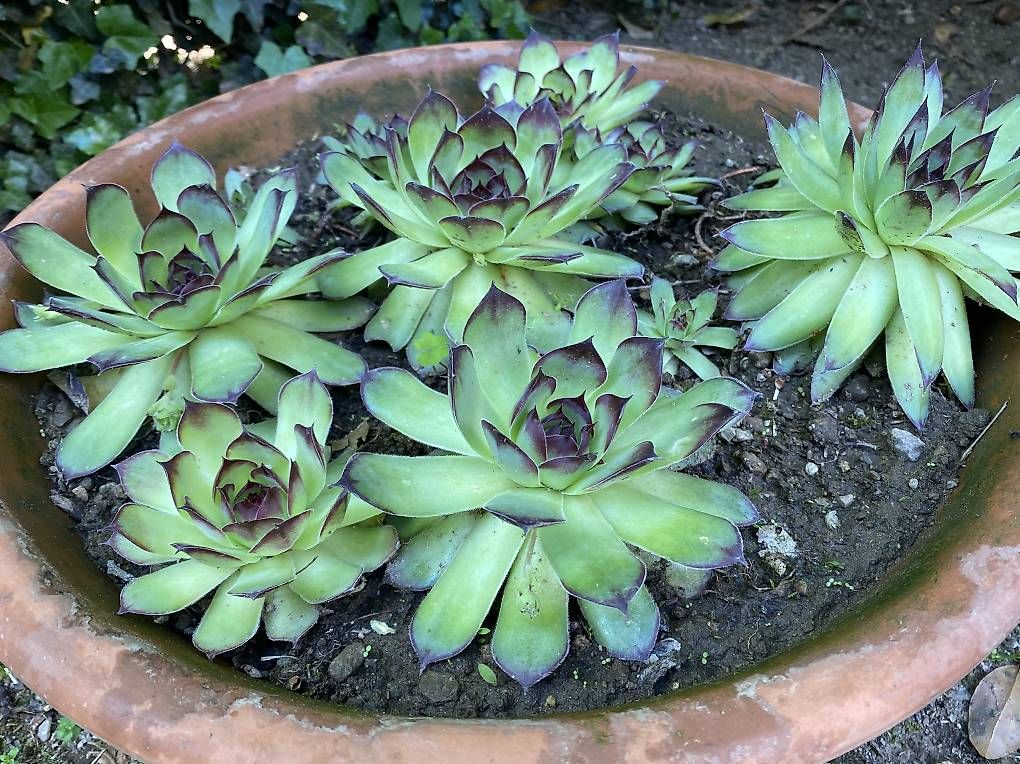 Piante & sementi: Pianta Grassa " Sempervivum "  – Usato da Cureglia venduto da Alevintage74 2