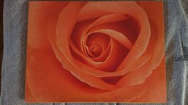 Rosenbild in der Farbe Orange