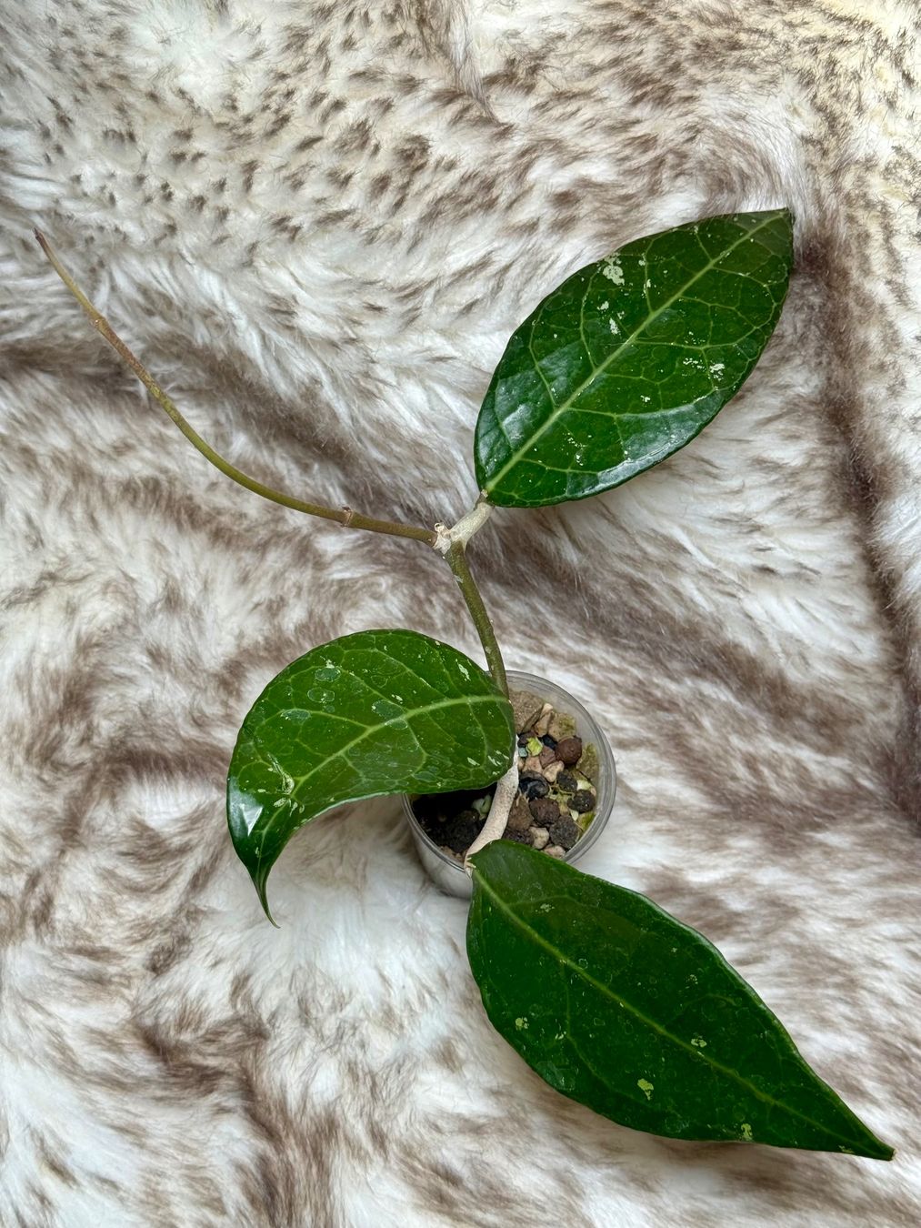 Piante & sementi: Hoya verticillata Lampung – Nuovo (secondo la descrizione) da Bachenbülach venduto da ilawega