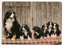 BERNER SENNENHUNDE Dürrbächler - gel. 1986 v. Walzenhausen