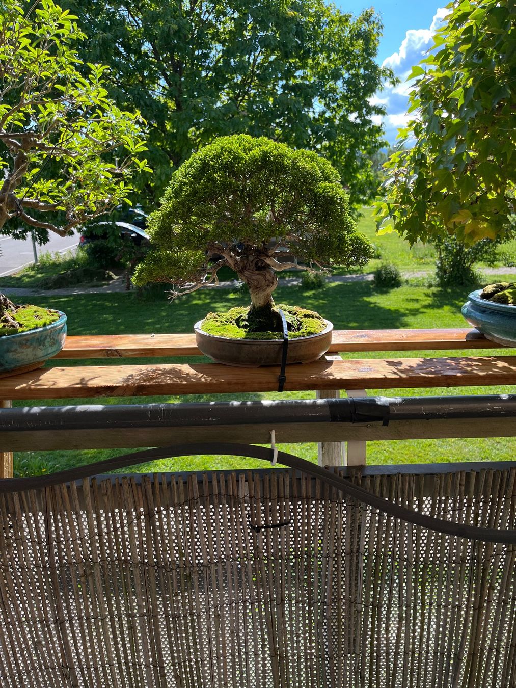 Piante & sementi: bonsai shoin, juniperus chinesis itoigawa – Usato da Lengnau BE venduto da Meij 8