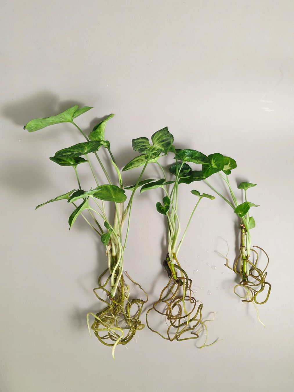 Piante & sementi: Syngonium Podophyllum 'Pixie' Stecklinge – Nuovo (secondo la descrizione) da Gerolfingen venduto da Azora 3