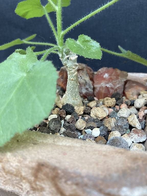 Piante & sementi: Caudex Dendrosicyos socotranus – Nuovo e nell'imballaggio originale da Liestal venduto da PrebenZwei 2