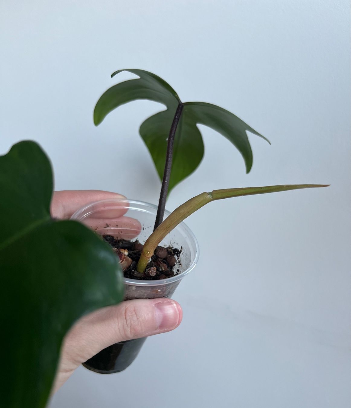 Piante & sementi: Philodendron Florida💚 – Usato da Glattpark(Opfikon) venduto da ste_n99y 4