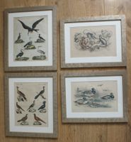 4 antike Kupfer-Stiche, Vögel, Enten, Affen, z.B. v. Bertuch