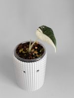 Alocasia Maharani Albo Variegata