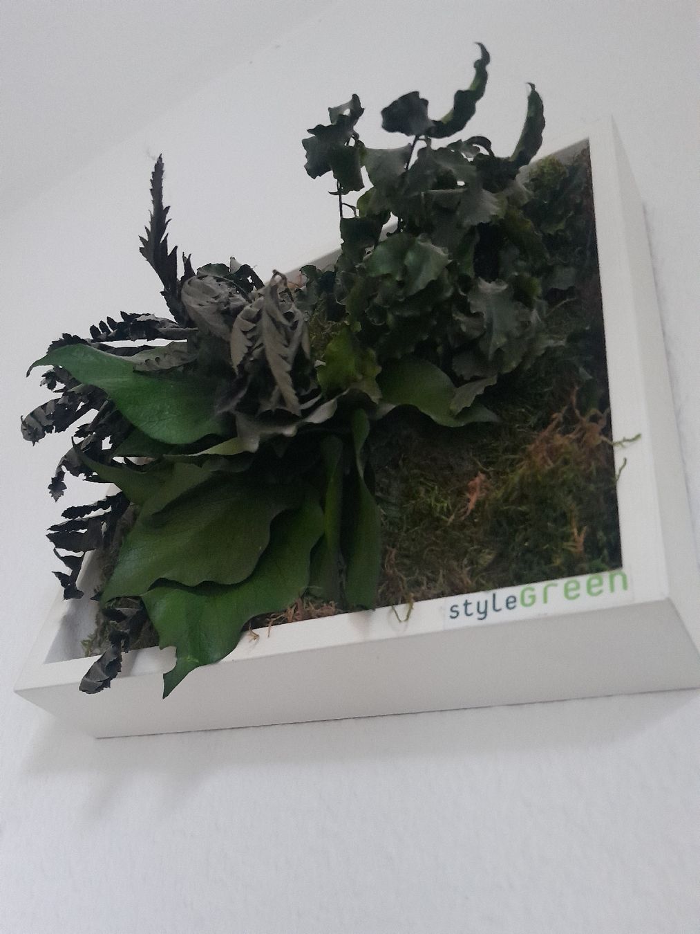 Poster & Bilder: Echtmoosbild im Rahmen von StyleGreen – Gebraucht aus Olten von so.bi 1