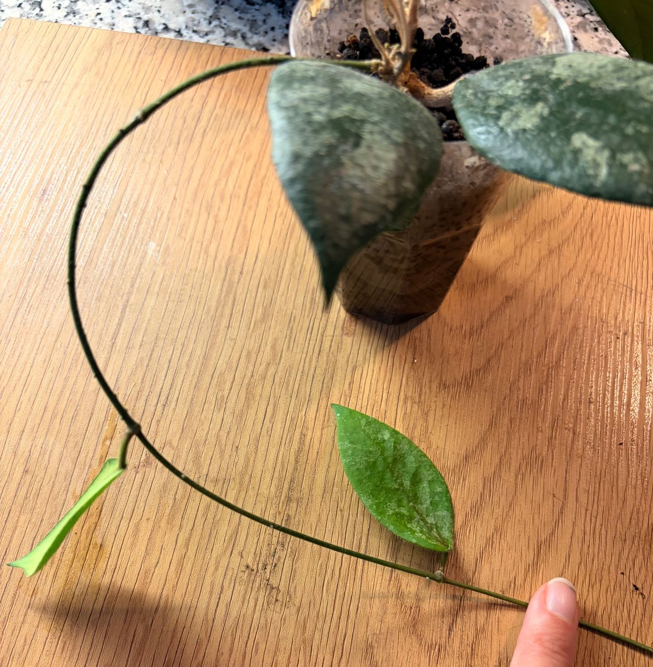 Piante & sementi: Hoya Caudata Gold – Usato da Kaiseraugst venduto da dka_b97z 1