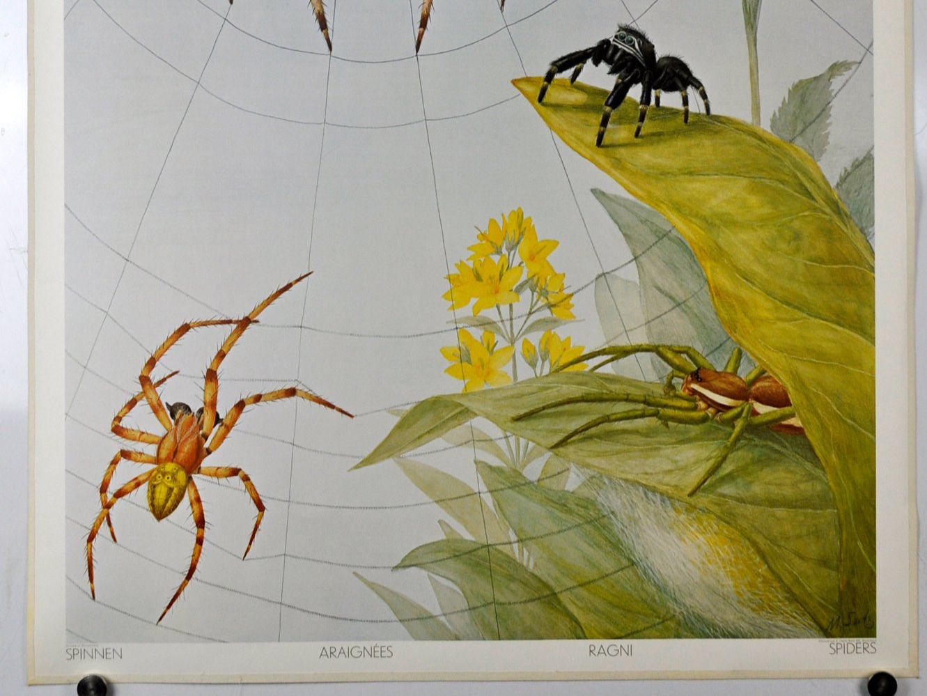 Poster & Bilder: Schulwandbild Spinne -  Spinnen Marta Seitz #engels – Gebraucht aus Härkingen von sammelbecken 2