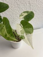 Alocasia Frydek Variegata🌱