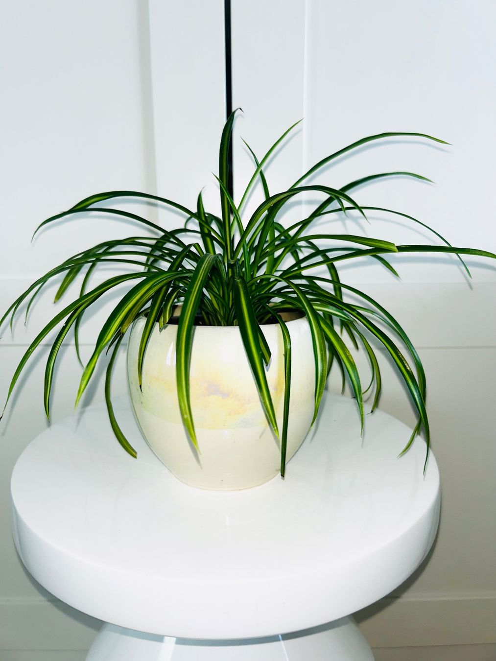 Plantes & graines: Spider plant & ceramic cache pot – D'occasion à Kilchberg ZH par malibubeach 2