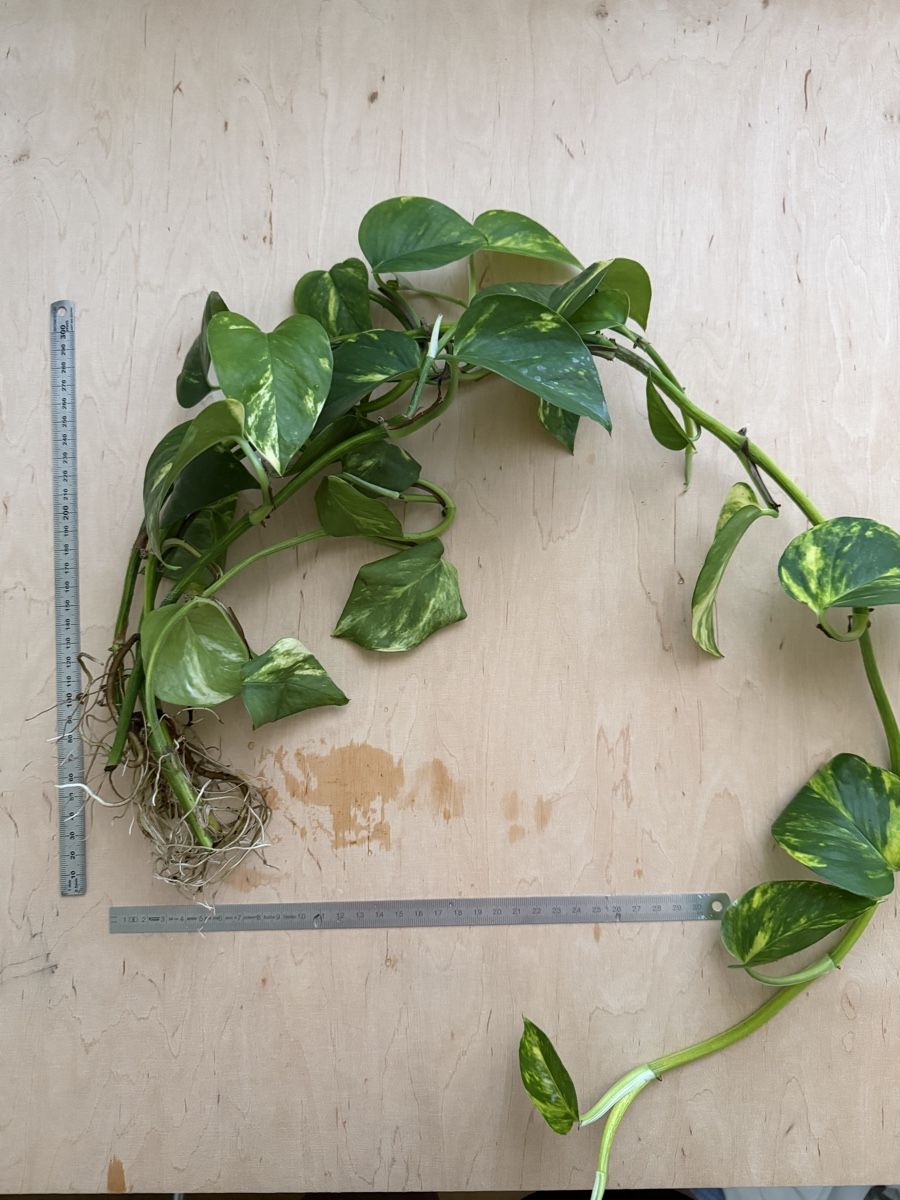 Plantes & graines: Efeutute Ranke (Epipremnum aureum) – D'occasion à Zürich par sha_m5hl